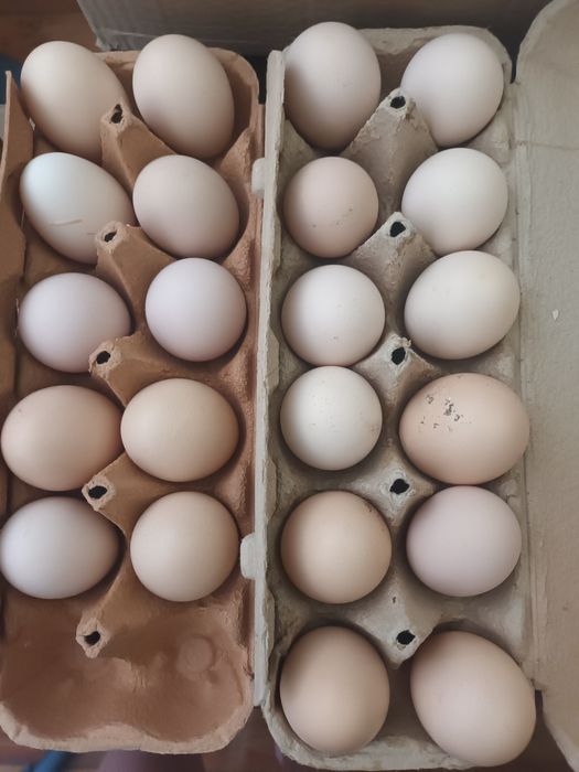 Ovos de amarela palheirinha