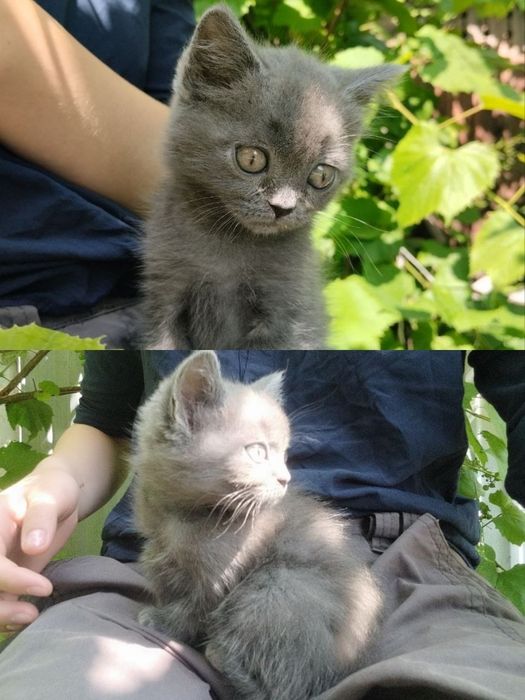 Розпродаж шотландських кошенят