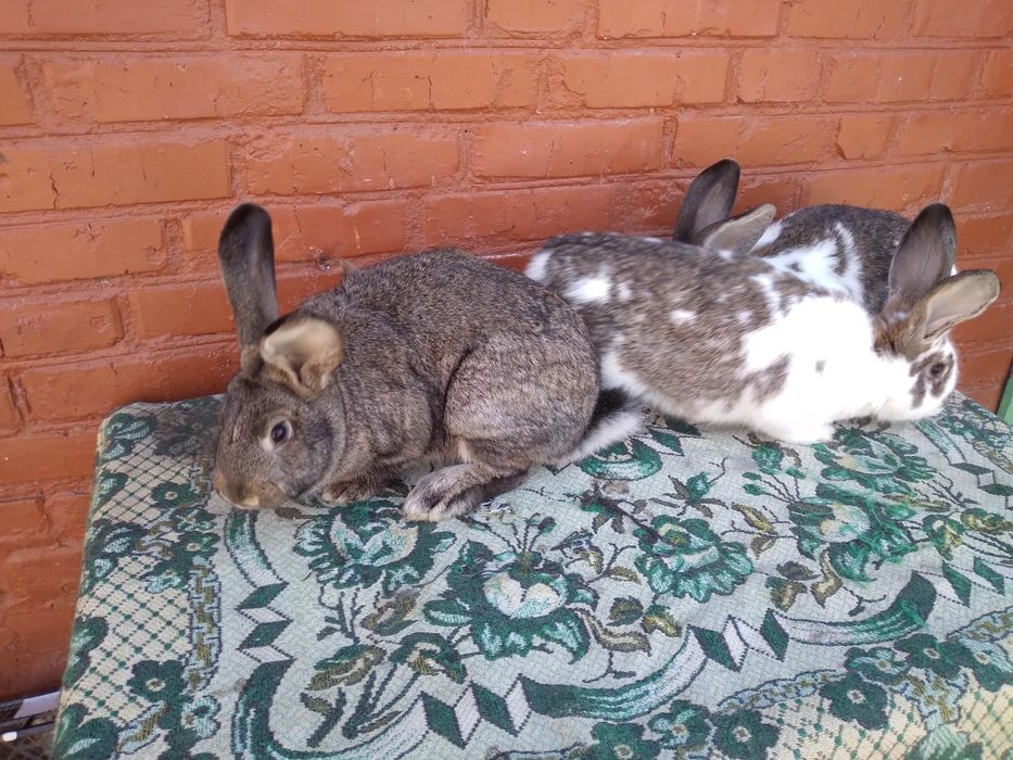 Продам кролики різного віку