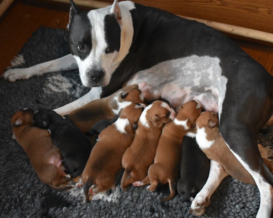 Amstaffy FCI Zkwp American Staffordshire Terrier Night Warrior