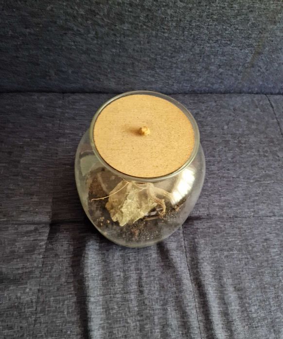 Тераріум для рослин або тварин