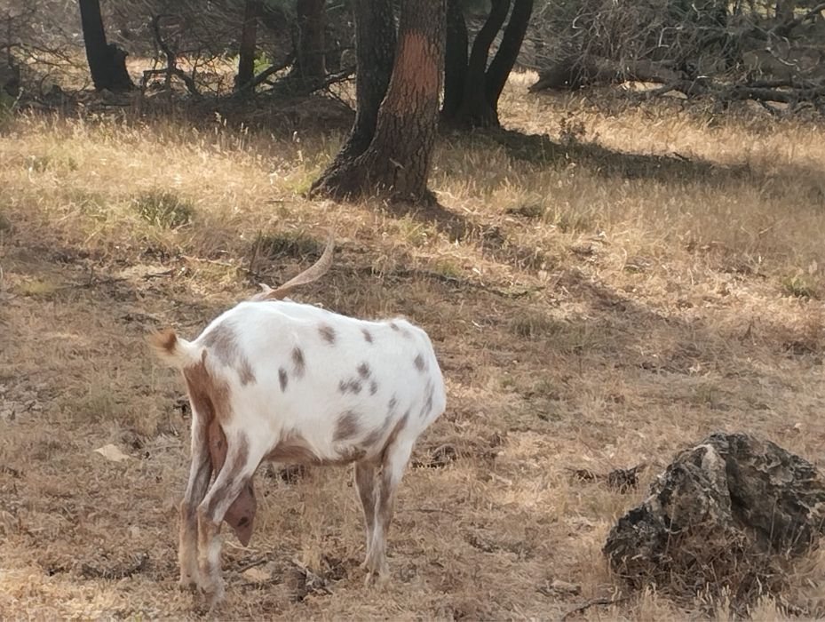 Vendo cabras algarvias