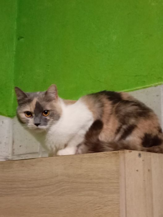 Кошка в хорошие руки
