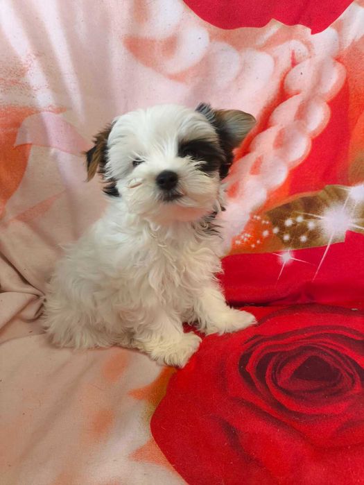 Продам щеня Бивер-Йорк терєра