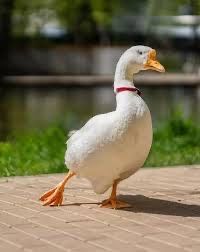 Інкубаційні яйця Гусей, качок