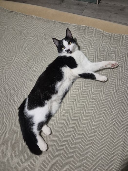 Віддам котика в добрі руки