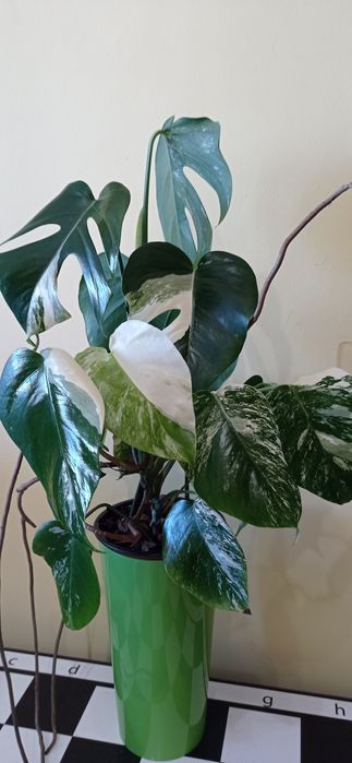 Монстера варієгантна, альба