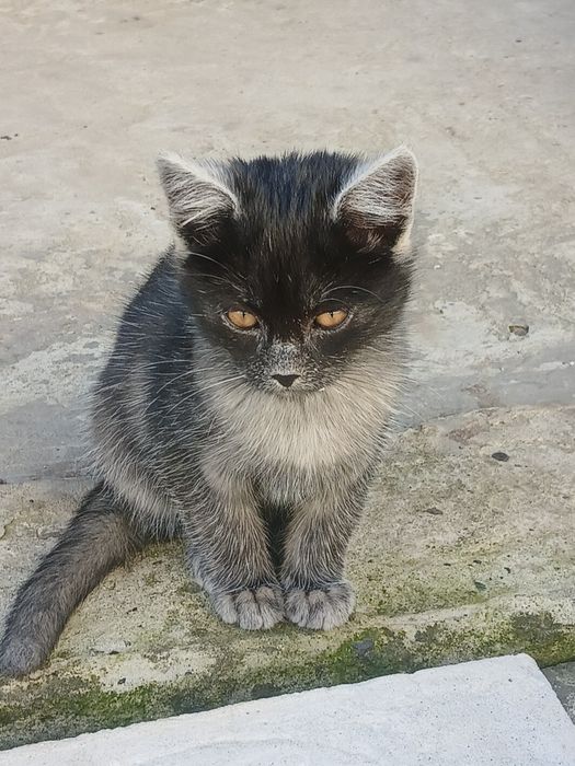 Віддам котиків у хороші руки