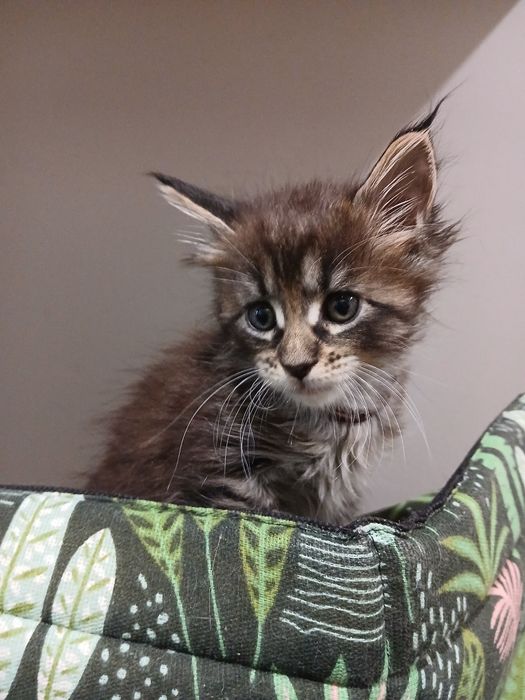 Kocurek Maine Coon do rezerwacji