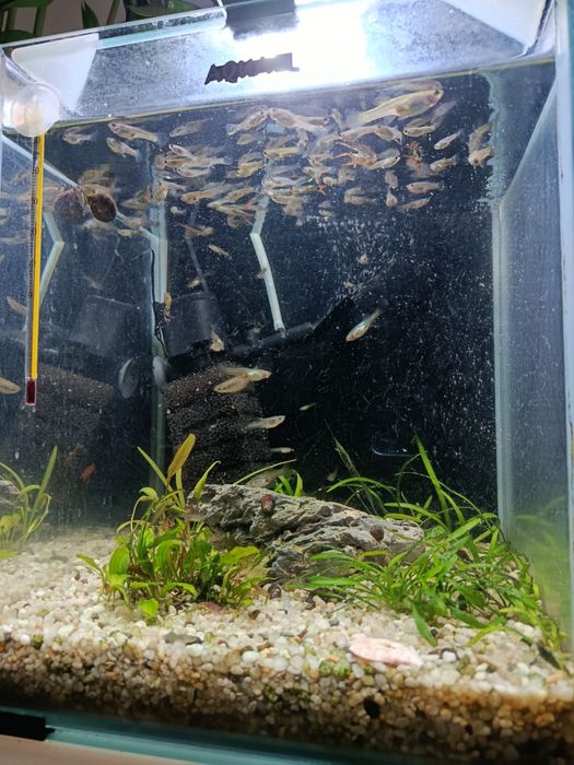 Akwarium 20l z rybkami i krewetkami  żywe całość