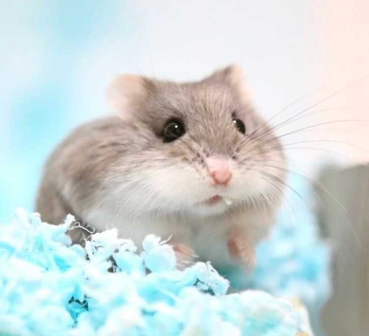 Джунгарики, хомячки, хомячата, хомяки джунгарские, карликовые, хомяк