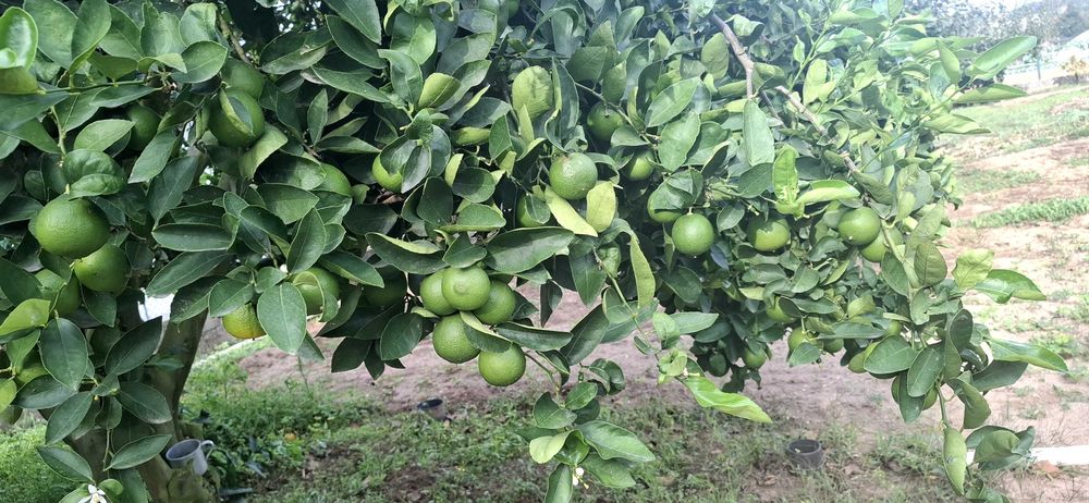 Limas para caipirinhas