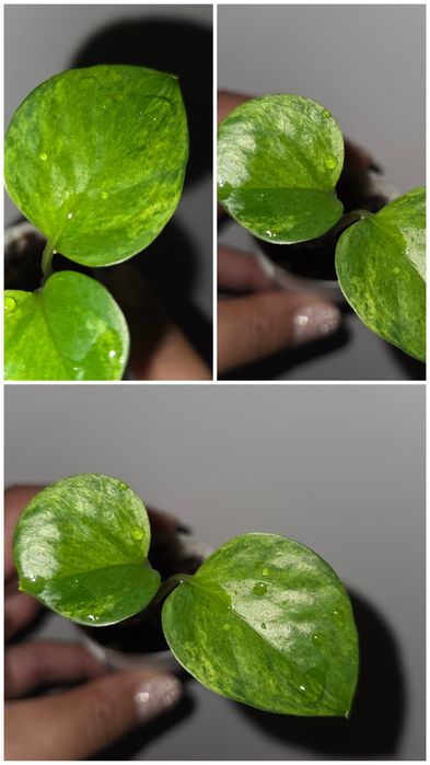 Epipremnum amazon