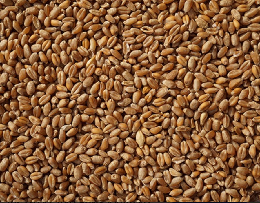 ПШЕНИЦЯ!!! Можлива доставка!