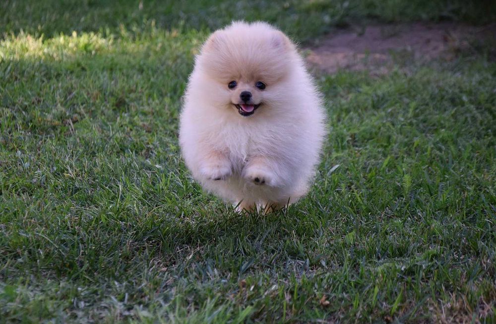 Wika - suczka Pomeranian szuka nowego domu