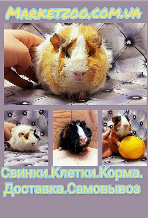 Морская свинка, морська, свинка, морские свинки, морські свинки