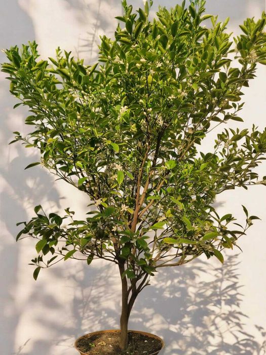 Цитрусове дерево - мандарин (Каламондин)