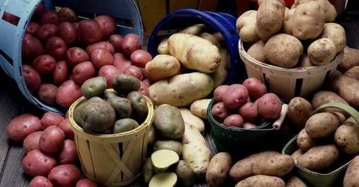 Насіннєва картопля