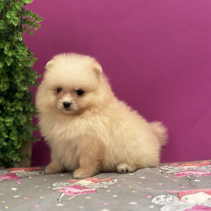 дівчинка шоу классу тип ведмедик