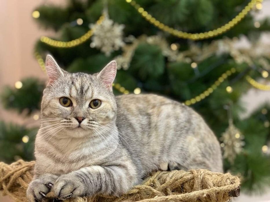 Подрощенная девочка серебристая табби