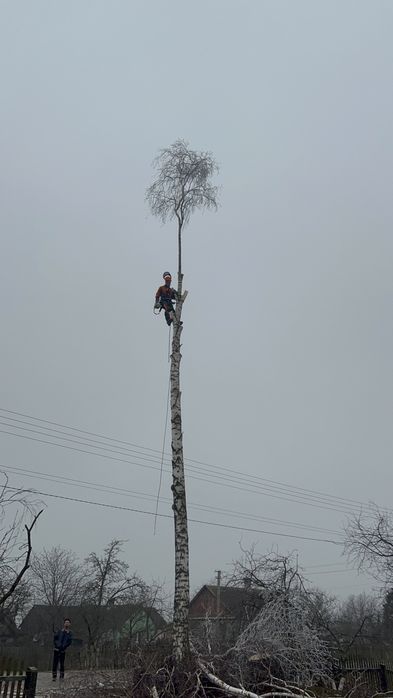 Зрізання дерев, обрізка валка дерев, спилювання, чистка