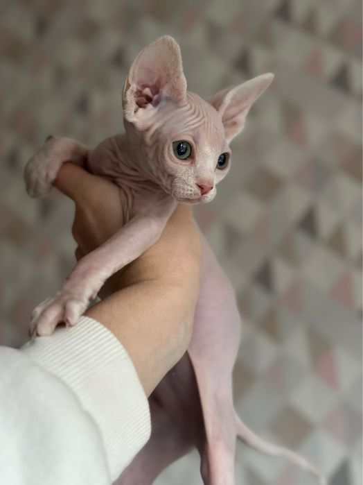 Девочка Сфинкс Очень ласковая