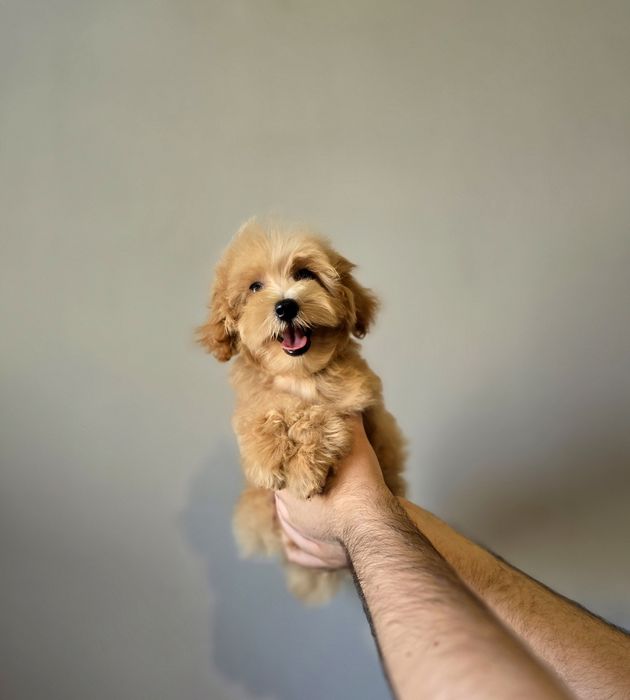 Маленький харизматичний красунчик