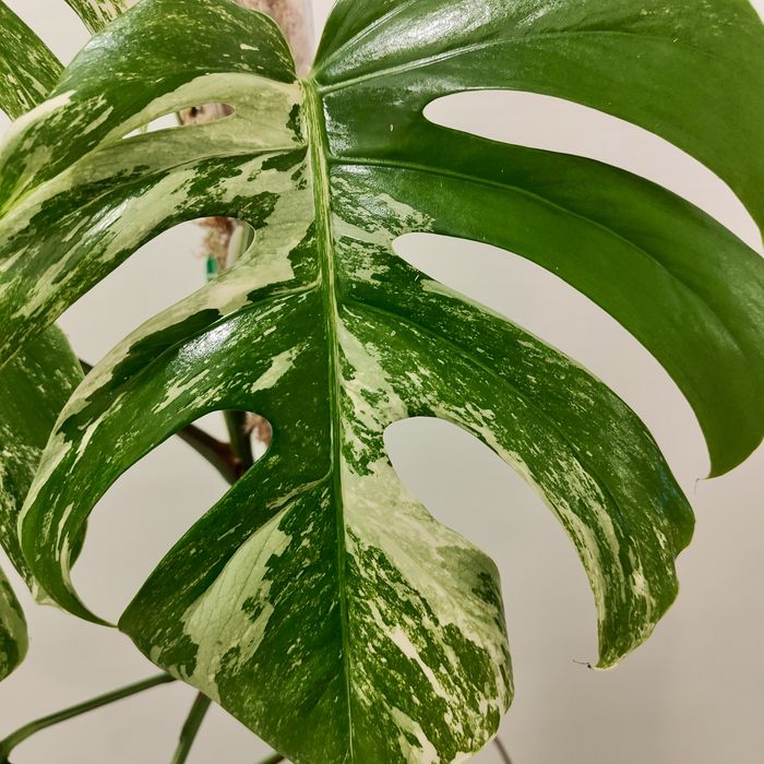 Monstera Albo Variegata XXL – 195cm | Planta Rara e Estável