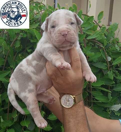 american bully xl