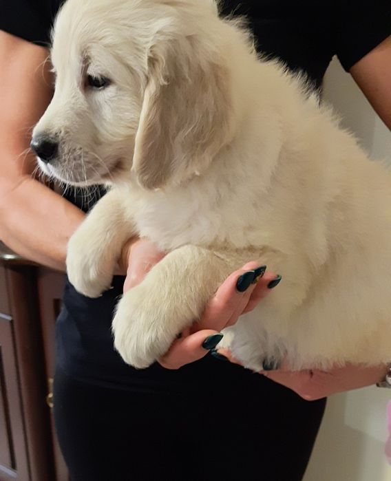 Golden Retriever szczeniak