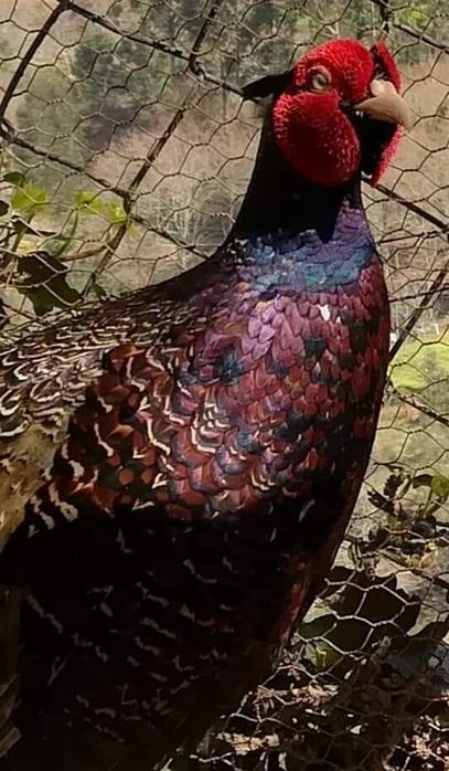 Ovos de Raças Maran, Plymound Rock Barrada e...