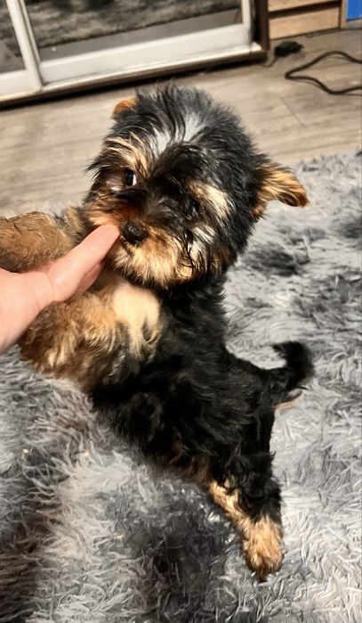 Продам щенков мини-йориков