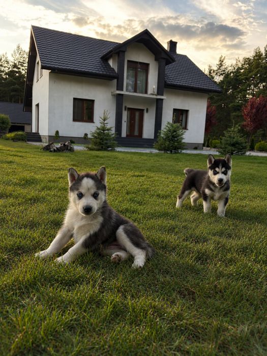 Szczeniak siberian husky piesek