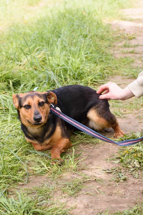 Młodziutka malutka MALINKA jest przerażona schroniskiem