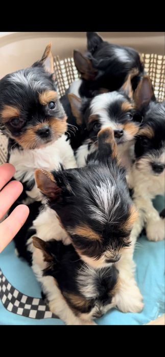 Бівер йорк 4 хлопчиків