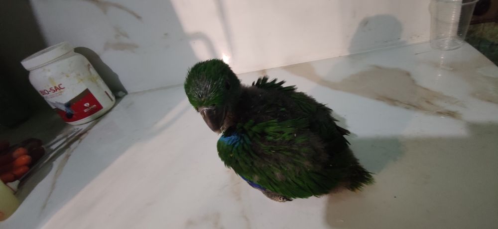 Papagaio ecletus bebé disponível para acabar criar a mão