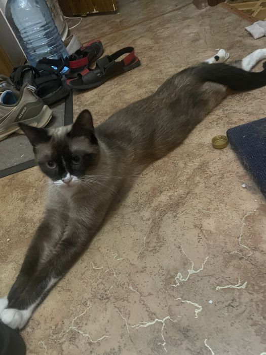 Сноу-шу. Кішка білоніжка, білі шкарпетки. Шукає кота вязку