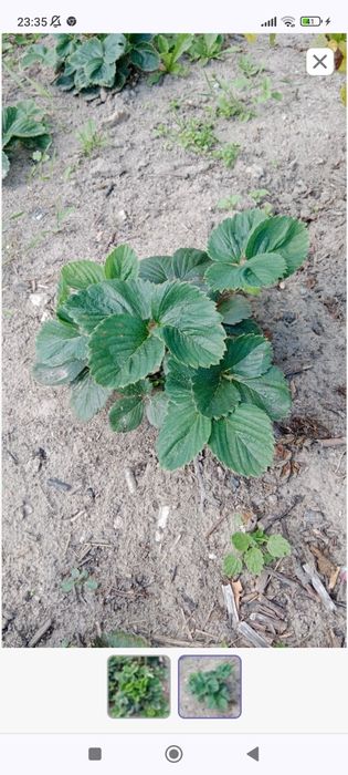 Sadzonki truskawek Polecam