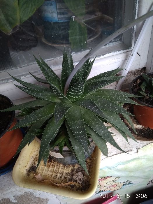 Гастерия, Хавротия