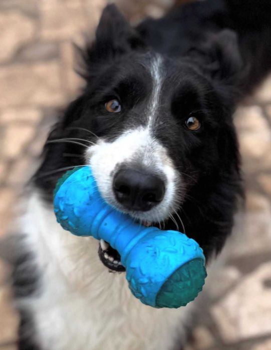 Alojamento familiar para o seu cão/ Pet sitting/ hotel para cães