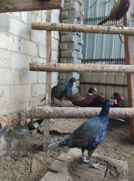 Румунський фазан фазанята