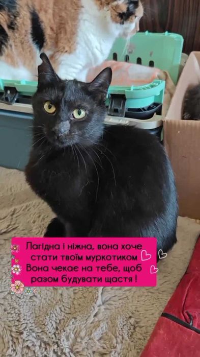 Чорна молода кішка Пума шукає дім