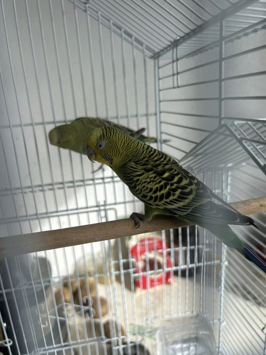 Casal de dois periquitos