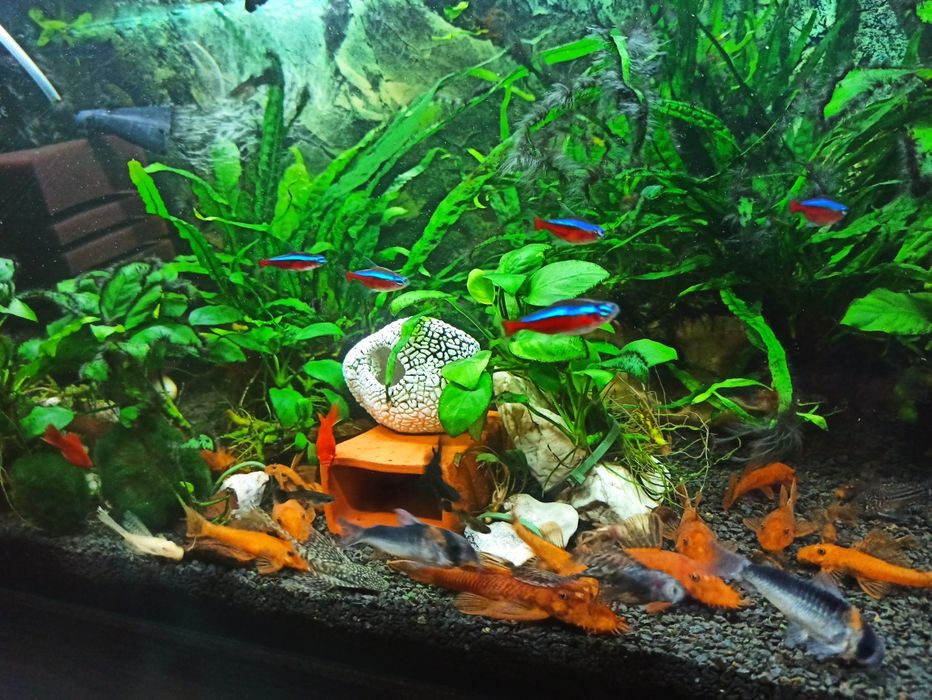 Ancistrus Red zbrojnik czerwony