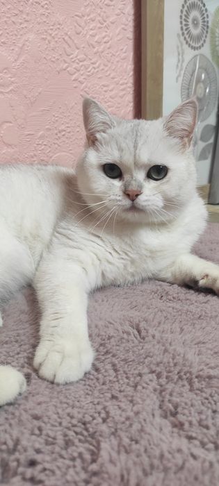 Суперская кошка Аляска