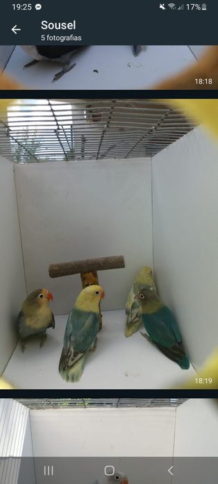 Agapornis roseicollis opalinos e Fischer verdes opalinos