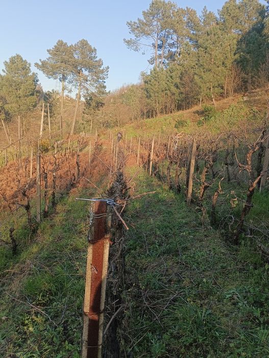 Alojamento local 6000 M2 com projeto resende