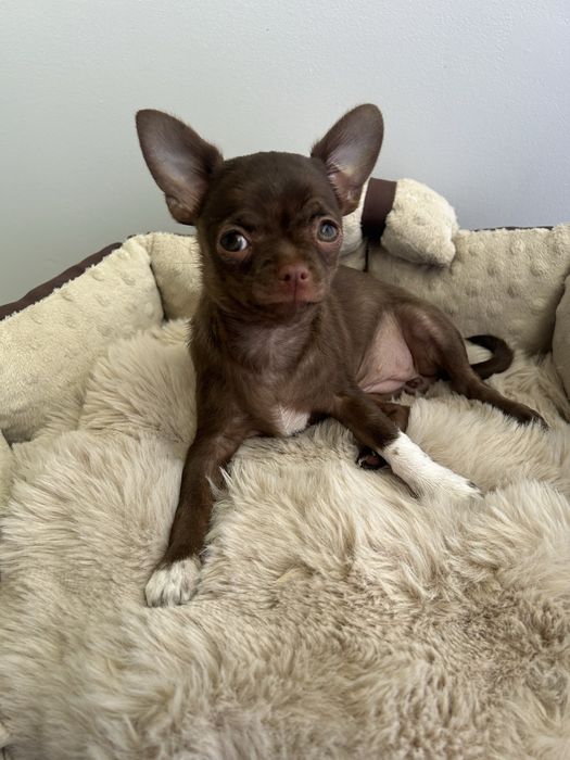 Sprzedam śliczną suczkę chihuahua rodowód