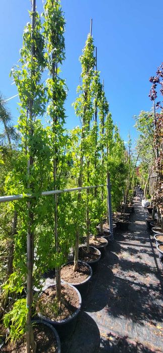 klon lipa brzoza robinia dąb drzewa alejowe  do nasadzen zastępczych