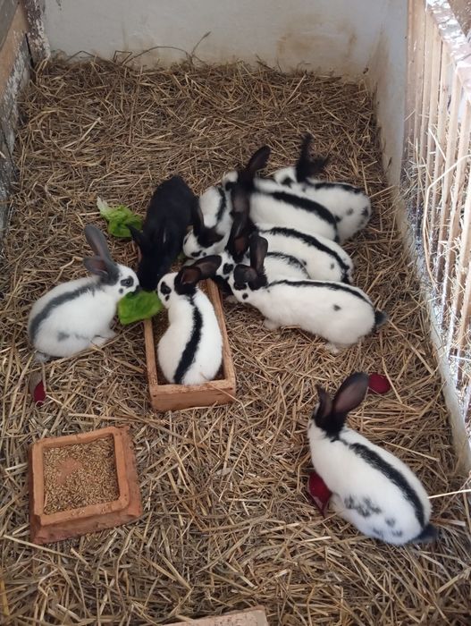 Króliki srokacze młode